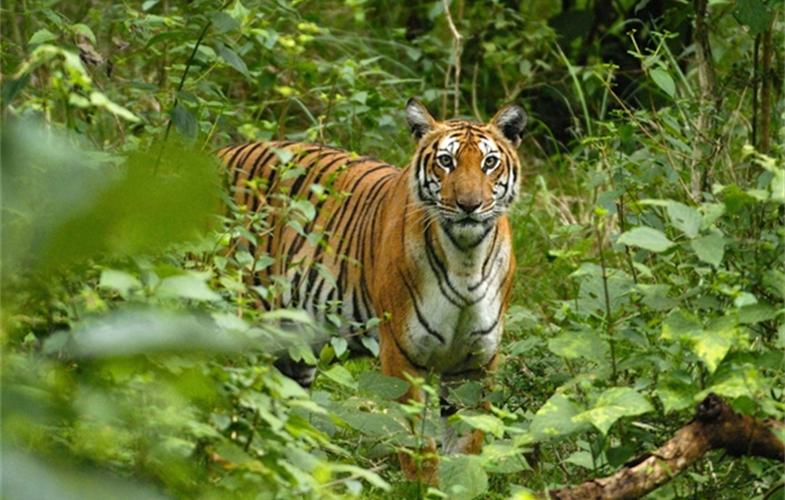 A Royal Bengal tiger. Photo by - Kalyan Varma